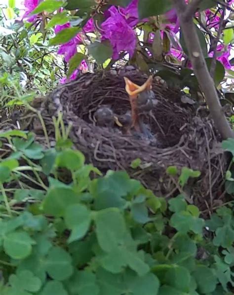 陽台 鳥巢|為什麼鳥類越來越愛到陽台築巢？城裡的鳥壓力大？今。